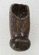Rooted Alligatoroid (Brachychampsa) Tooth - Montana #38287-1